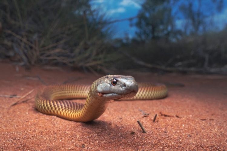 From Deadly to Lifesaving, The Aussie Creatures Behind Modern Medicine