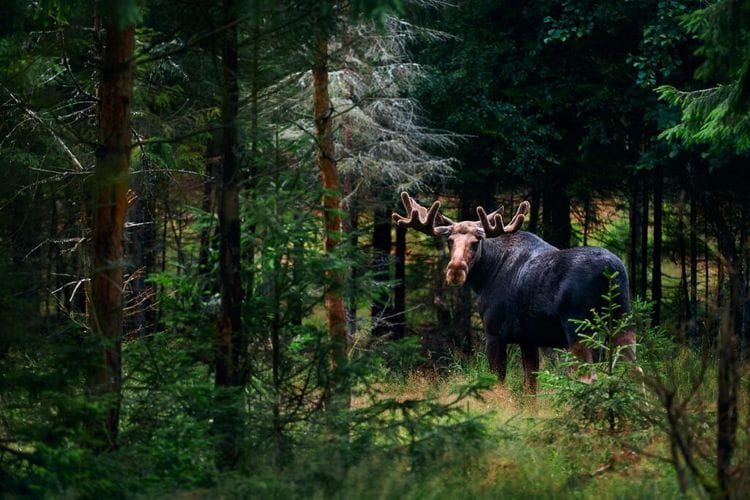 Sweden Can’t Stop Watching This Moose Livestream