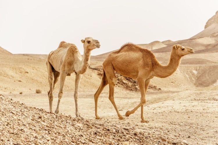 The Ancient Animal That Just Sparked A Modern Agricultural Revolution