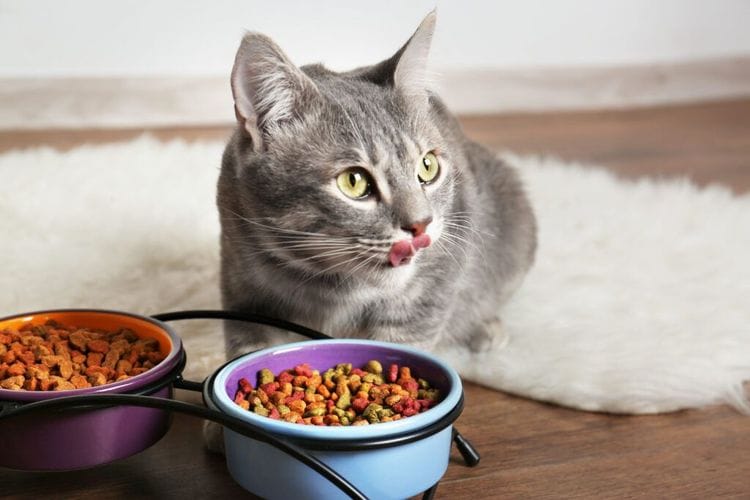 How Your Cat's Dinner Is Helping Restore the Ocean