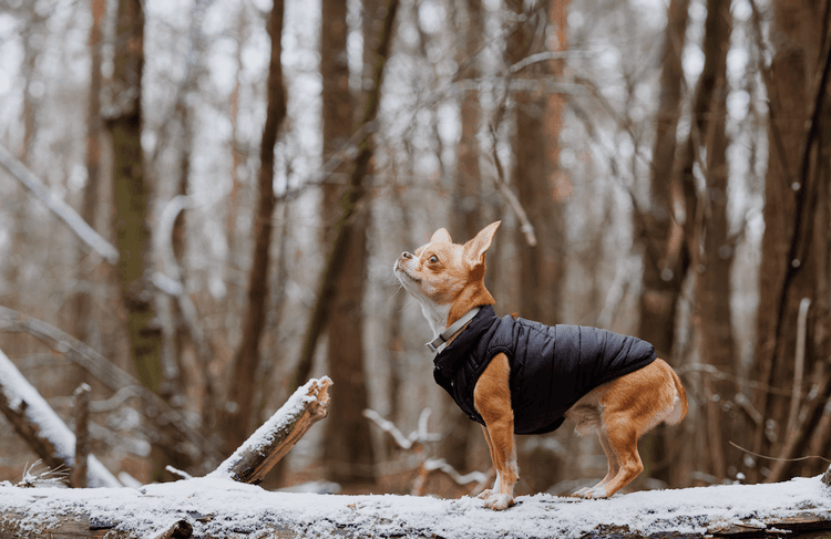 The Tiniest Hero Just Saved a Life in the Swiss Alps