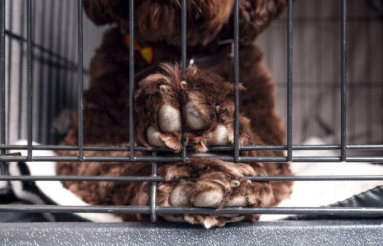 Meet The Service Dogs Trained At Illinois Prison