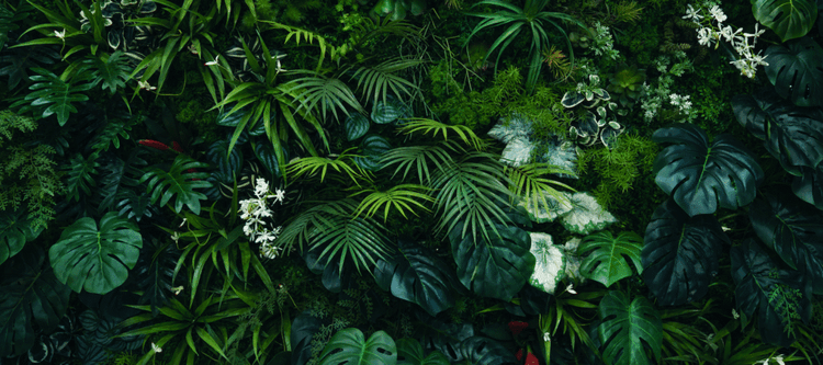The AI Breakthrough That Could End Deforestation Forever