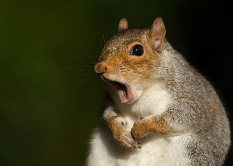 The Wildlife Photography Contest That Makes Everyone Laugh