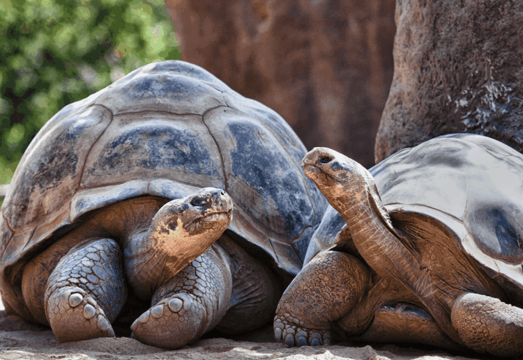 Goliath’s Father’s Day Miracle at 135