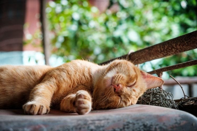 The Breakthrough Treatment That's Helping Pet Cats Beat Cancer and Changing Human Medicine