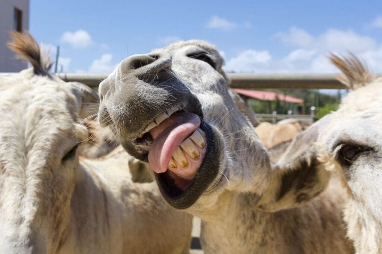 From Research Lab to Animal Sanctuary: One Woman's Incredible Journey