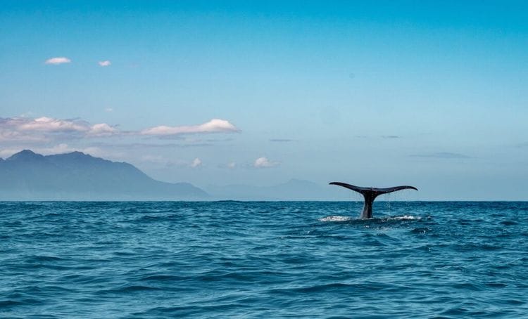 What Scientists Saw Off Mexico Coast Had NEVER Been Seen Before