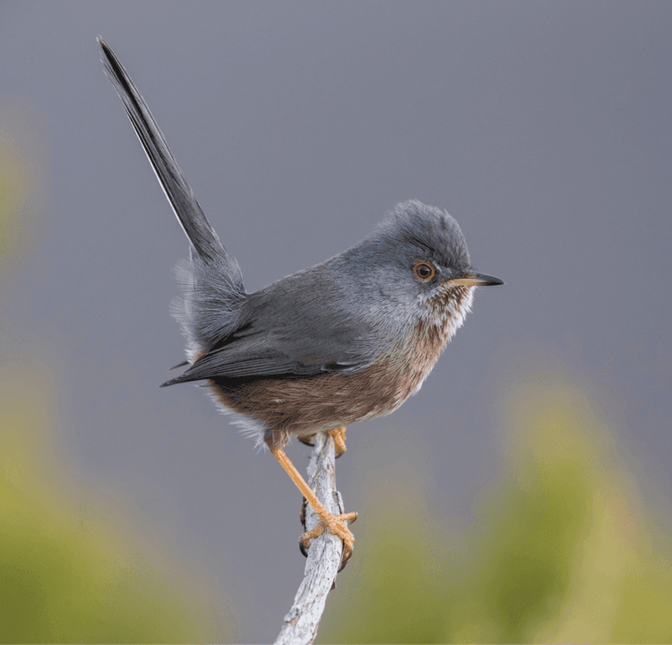Nature's Resilience: Rare Birds and New Fungi Mark a Promising Year for Wildlife