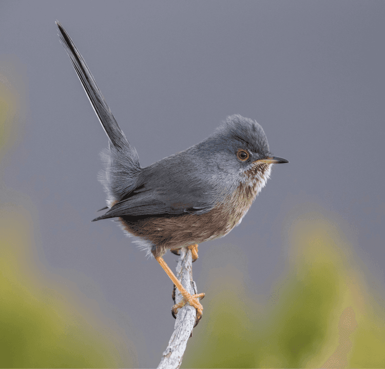 Nature's Resilience: Rare Birds and New Fungi Mark a Promising Year for Wildlife