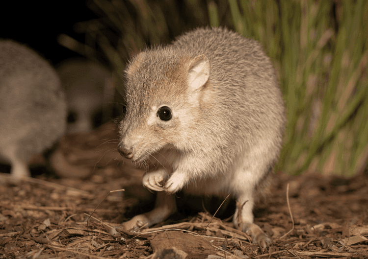 Conservationists Are Restoring Australia’s Lost Wildlife