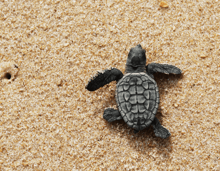Record-Breaking Loggerhead Turtle Nesting Season Delights Visitors at Mon Repos