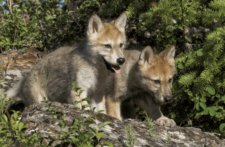 Eight New Wolf Pups Bring Hope to Karnataka’s First Wolf Sanctuary