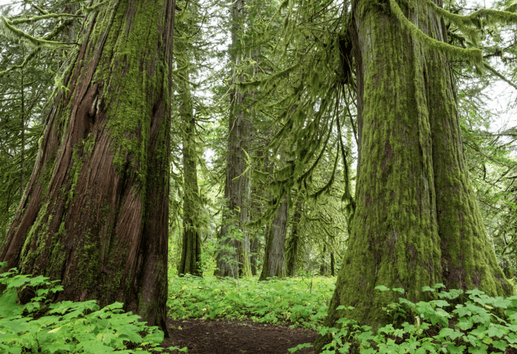 Sustaining Progress: Colombia’s Fight Against Deforestation Continues
