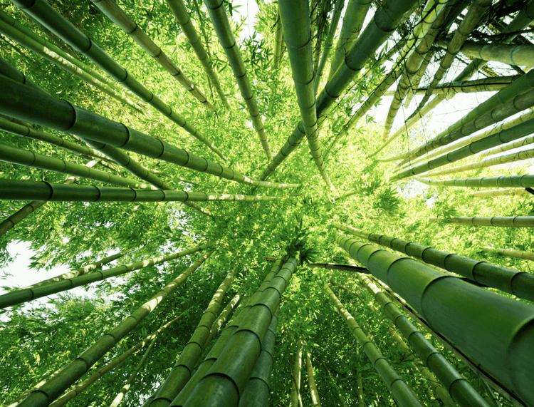 UBC Student Develops Sustainable Bamboo Alternative to Plastic Containers