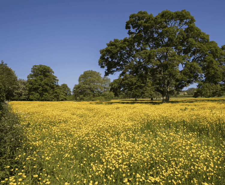 UK Announces New Plan to Protect Bees