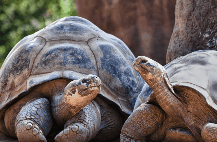 Century-Old Animals Become First-Time Parents