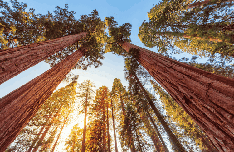 Sequoias Take Root in Detroit to Fight Pollution and Inspire Conservation