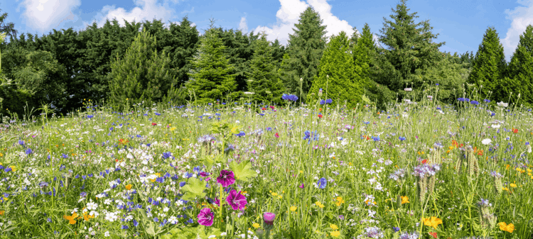 The Lawn-Care Trend That’s Rewilding Neighborhoods