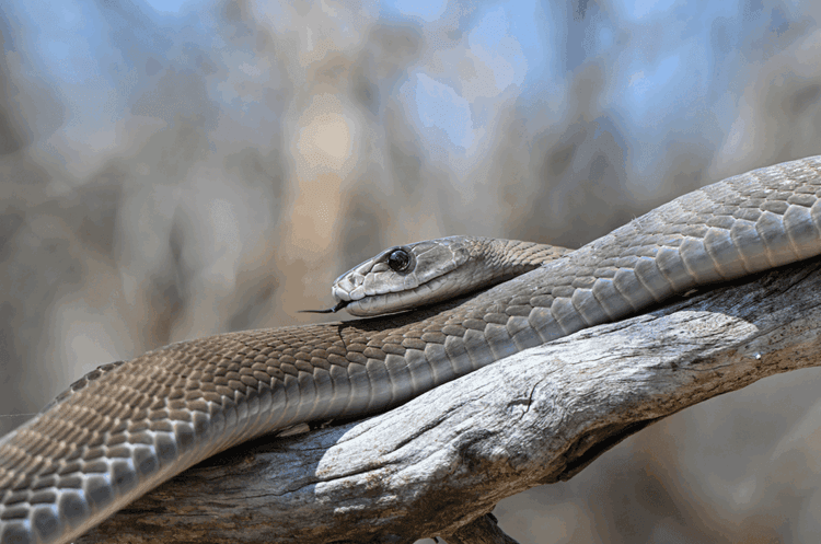 From 200 Snakebites to a Lifesaving Breakthrough
