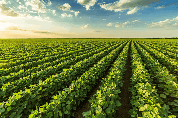 The Key To Crops That Fertilize Themselves