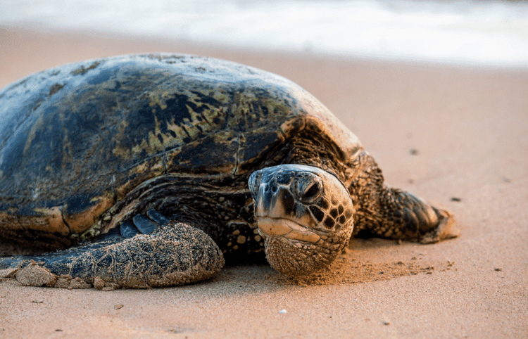 They Were Endangered Since The 1980s But They Are BACK