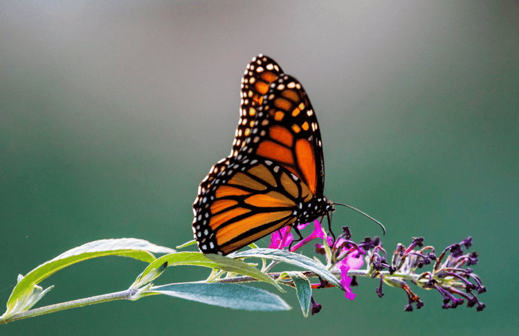 The Internet Is Rooting For This Butterfly