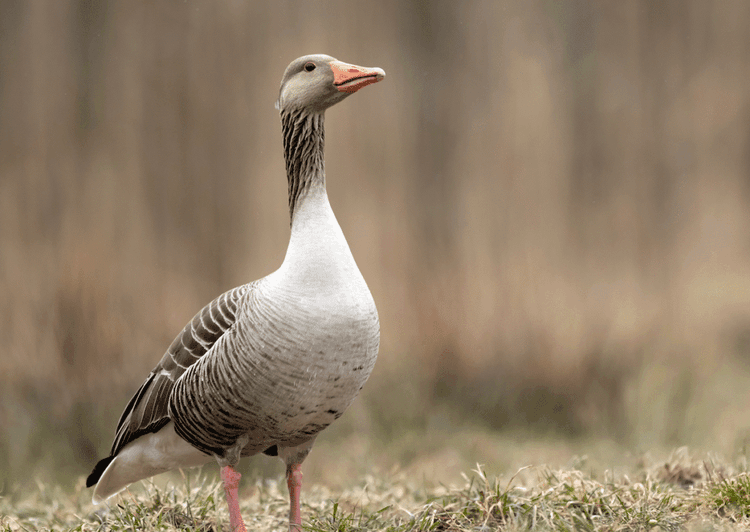 What Watching Geese Revealed About Great Leaders